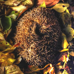 Egel in winterslaap